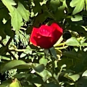 Meet your Posher, Souad